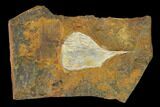 Fossil Ginkgo Leaf From North Dakota - Paleocene #148608-1